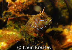 Aidablennius sphinx. "My house is a calm".Canon G9,housin... by Ivelin Krastev 